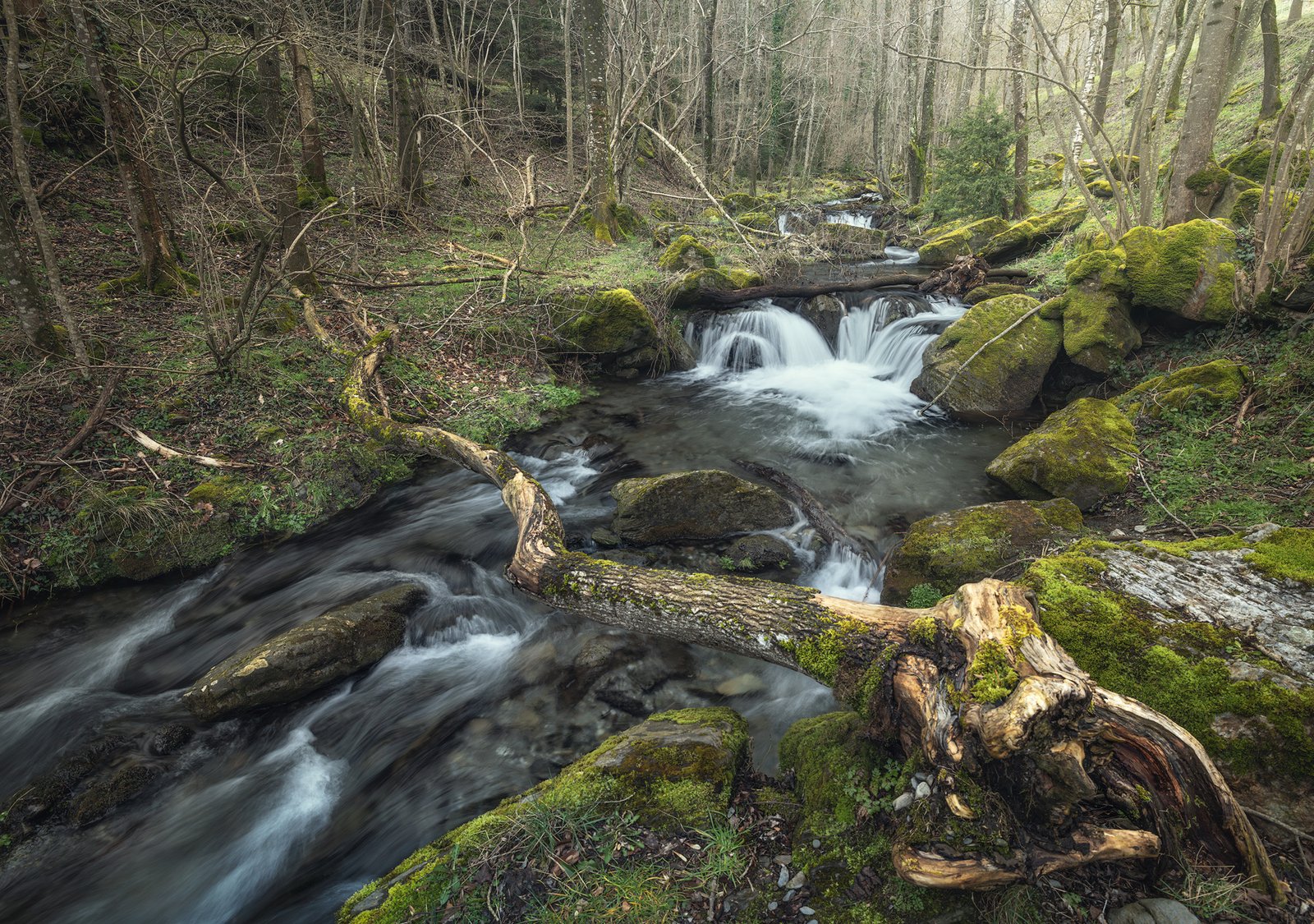 Arroyo entre rocas cubiertas de musgo y troncos en un bosque húmedo.