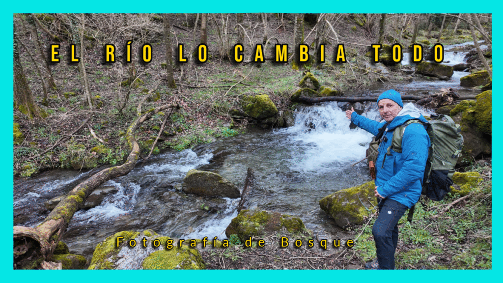 fotografía de bosque